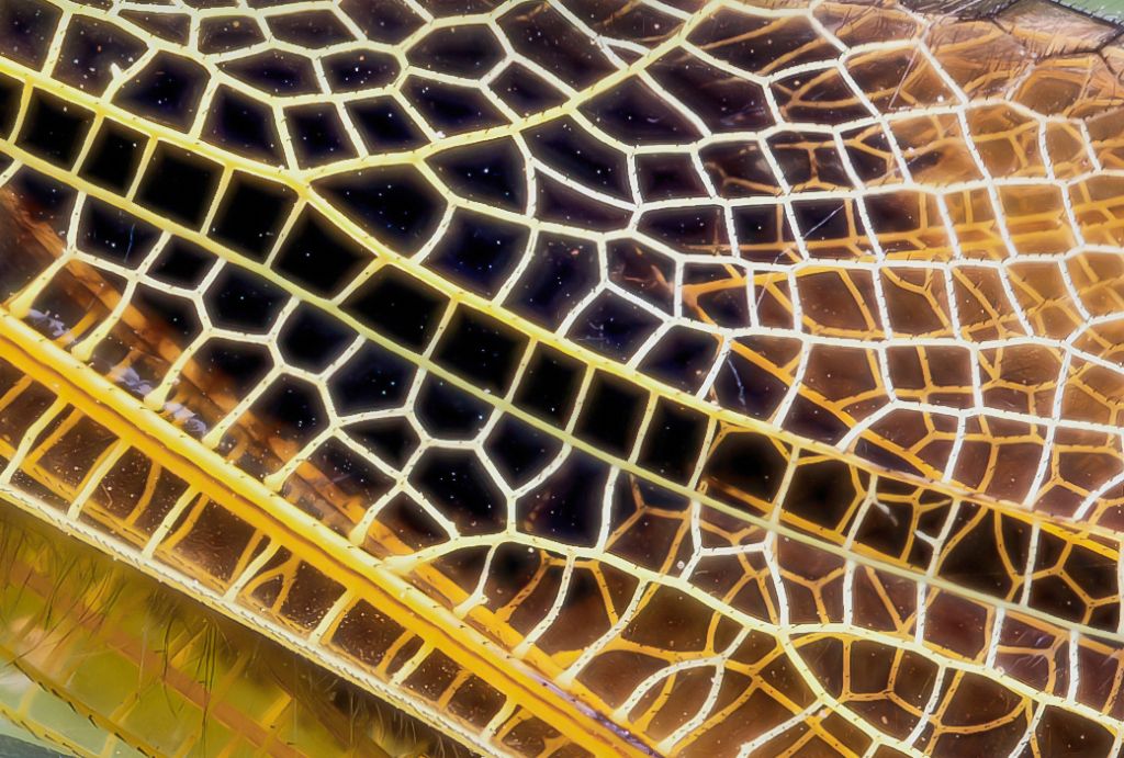 Ascalaphidae - Libelloides longicornis